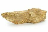 Triassic-Age Petrified Wood Log - Madagascar #379276-1